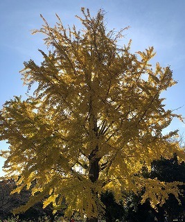 紅葉2.jpg